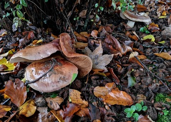Braunvioletter Schleimkopf (Cortinarius balteatocumatilis) - © Bernard Wieser